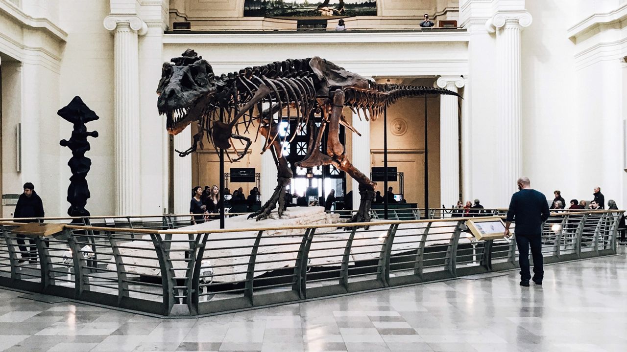 A skeleton of a dinosaur in the museum