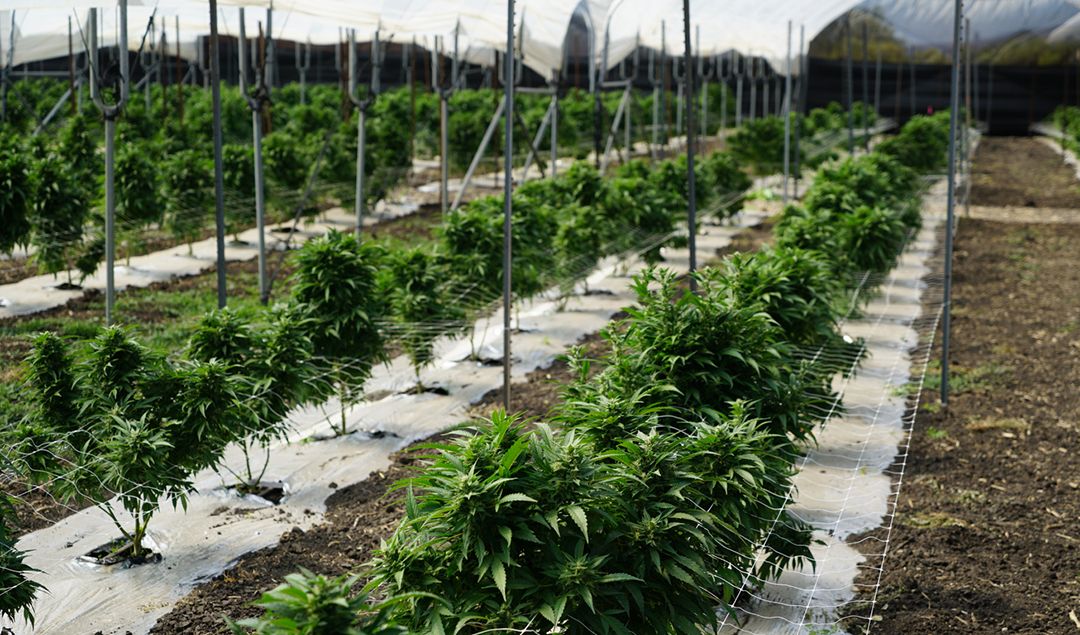 Rows at a cannabis grow field.