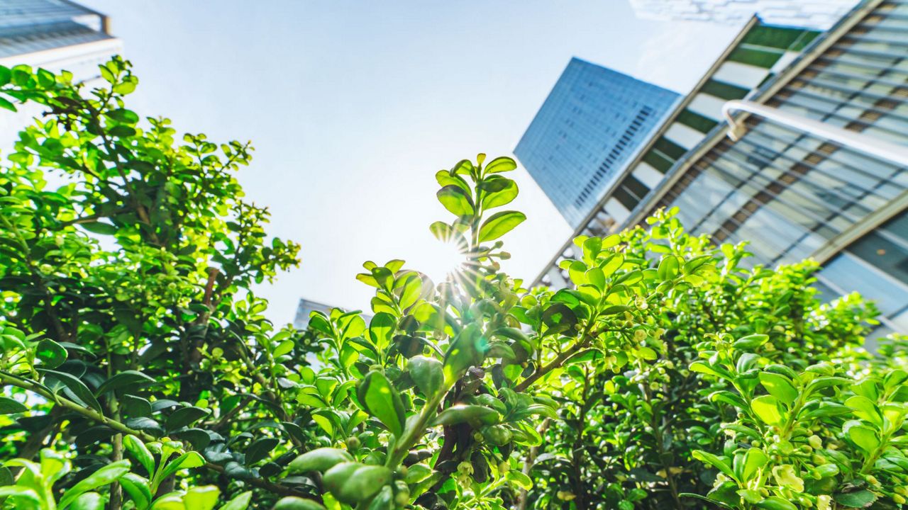 Skyscraper and green plants