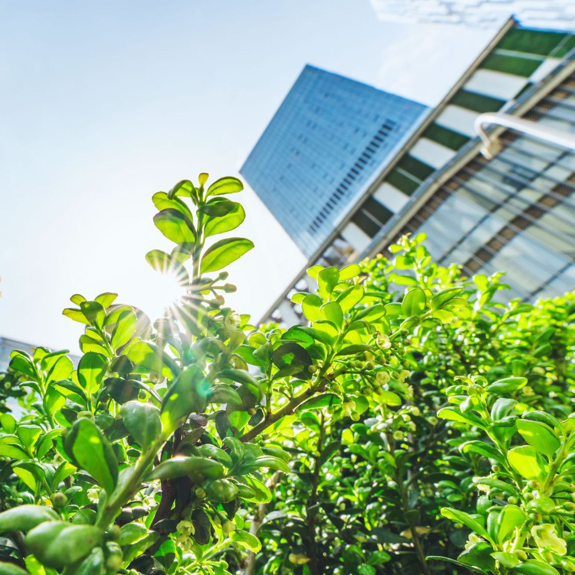 Skyscaper and green plants