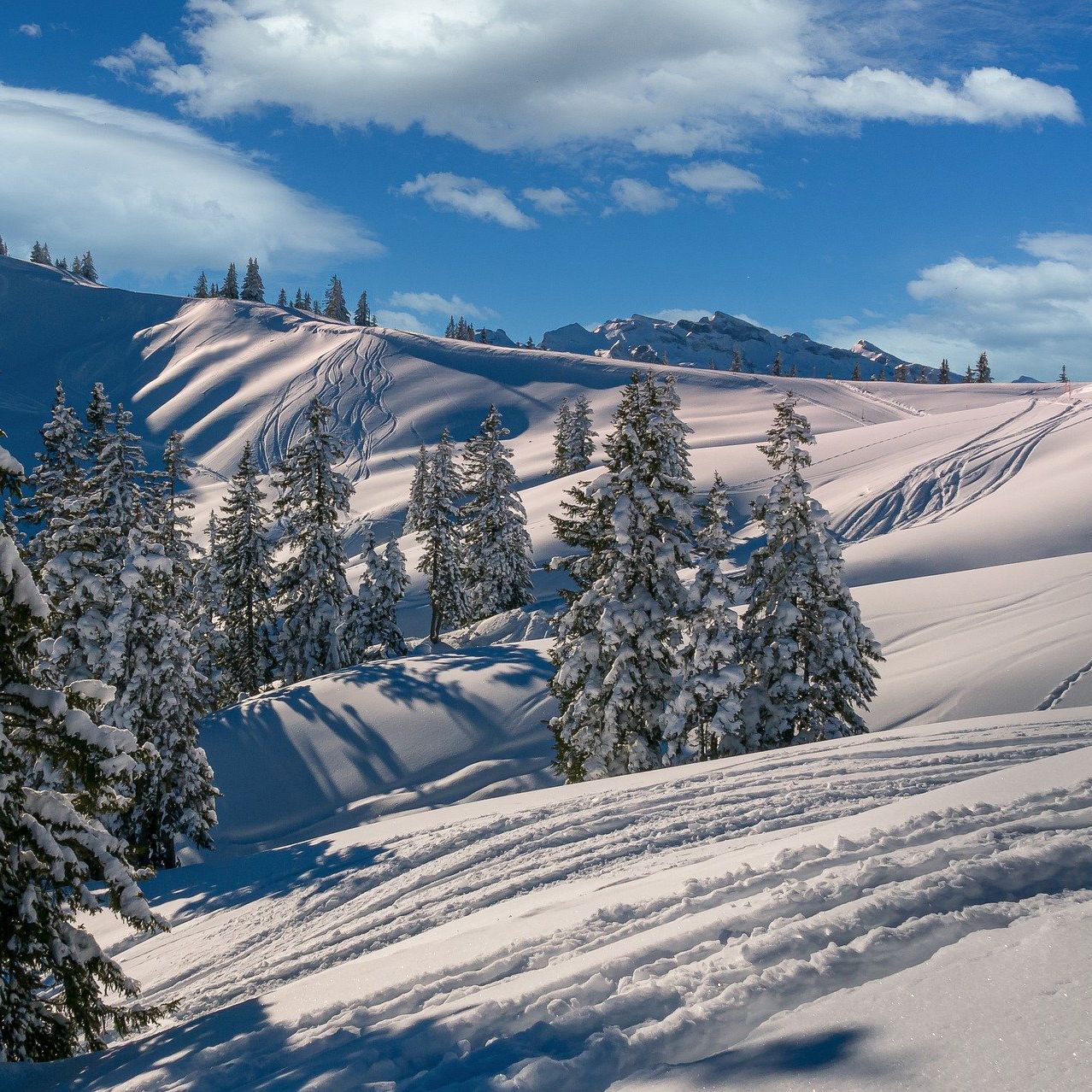 Besneeuwde bergen en bomen