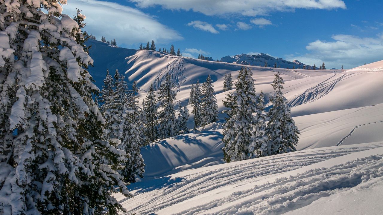 Besneeuwde bergen en bomen