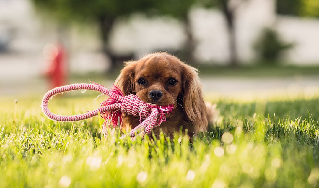 A puppy with a toy rope laying in the grass.