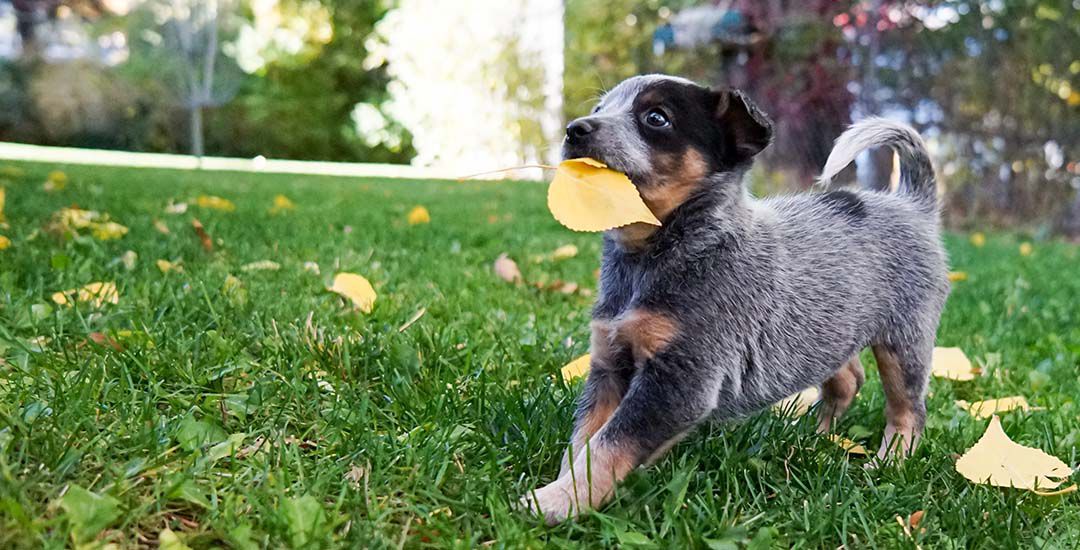 Best Fence for Pets Jerith