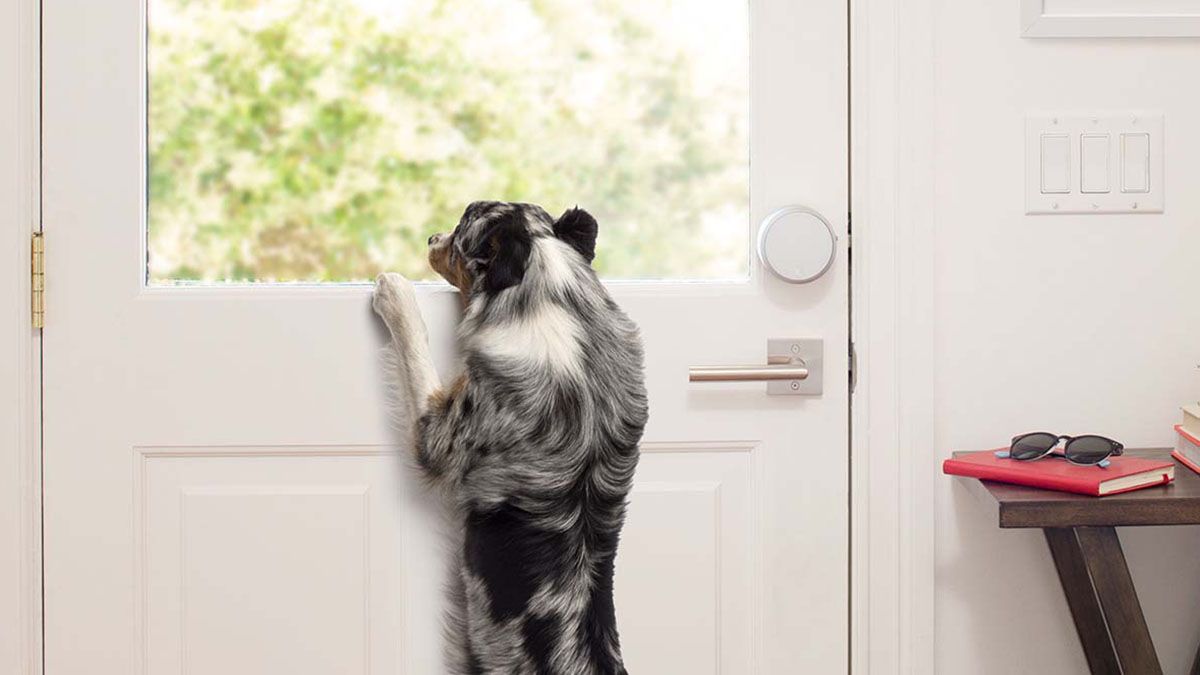Image of dog in front of door