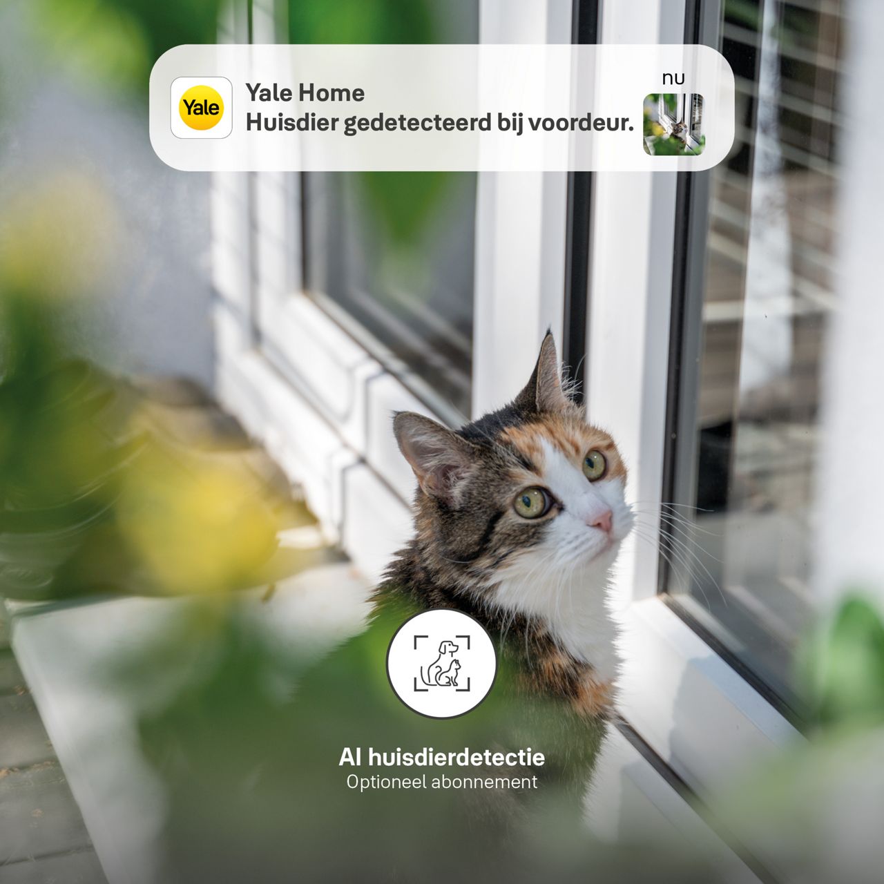 Image: Beveiligingscamera abonnement met AI huisdierdetectie