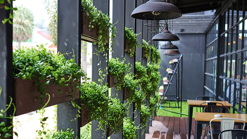 Plants hanging by windows indoors.