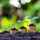 Image of plants