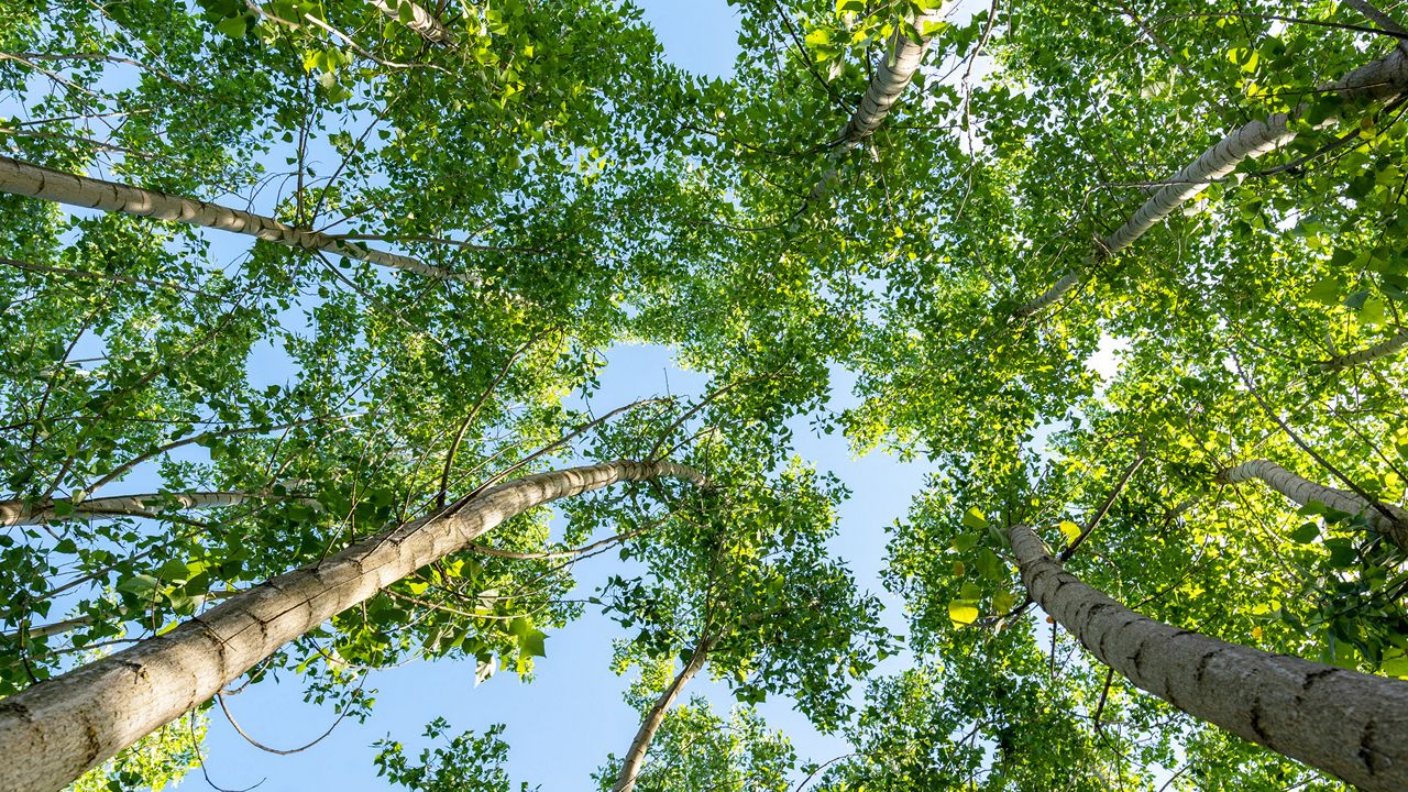 Riduzione dell’impronta di carbonio